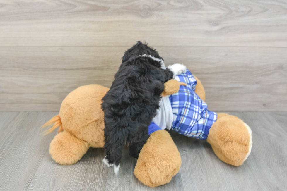 Best Mini Bernedoodle Baby