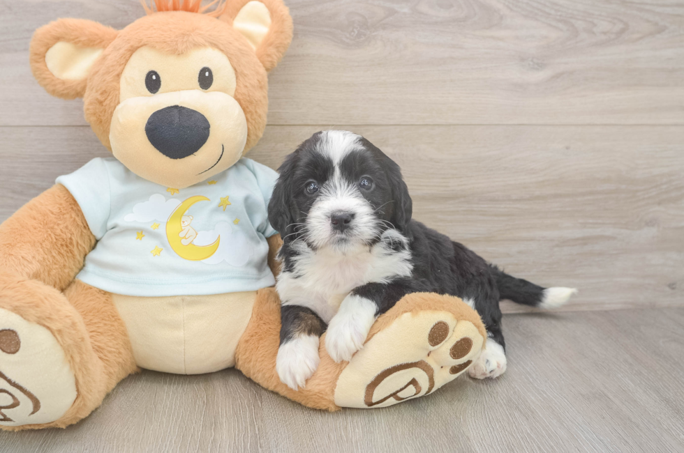 5 week old Mini Bernedoodle Puppy For Sale - Simply Southern Pups