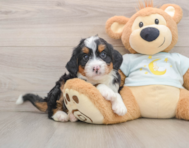 7 week old Mini Bernedoodle Puppy For Sale - Simply Southern Pups