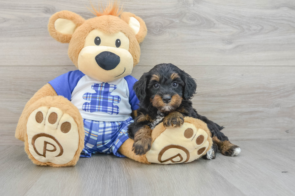 6 week old Mini Bernedoodle Puppy For Sale - Simply Southern Pups