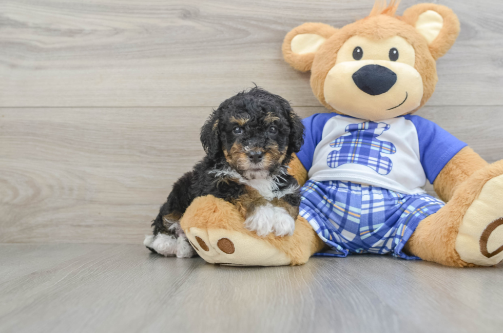 7 week old Mini Bernedoodle Puppy For Sale - Simply Southern Pups