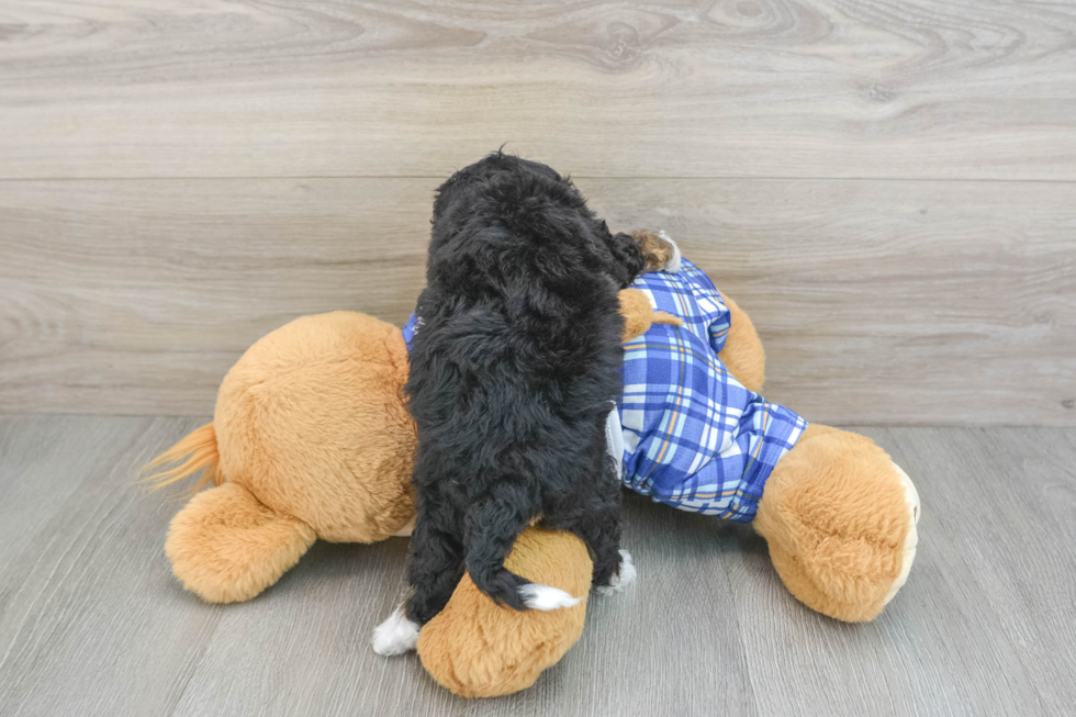 Popular Mini Bernedoodle Poodle Mix Pup