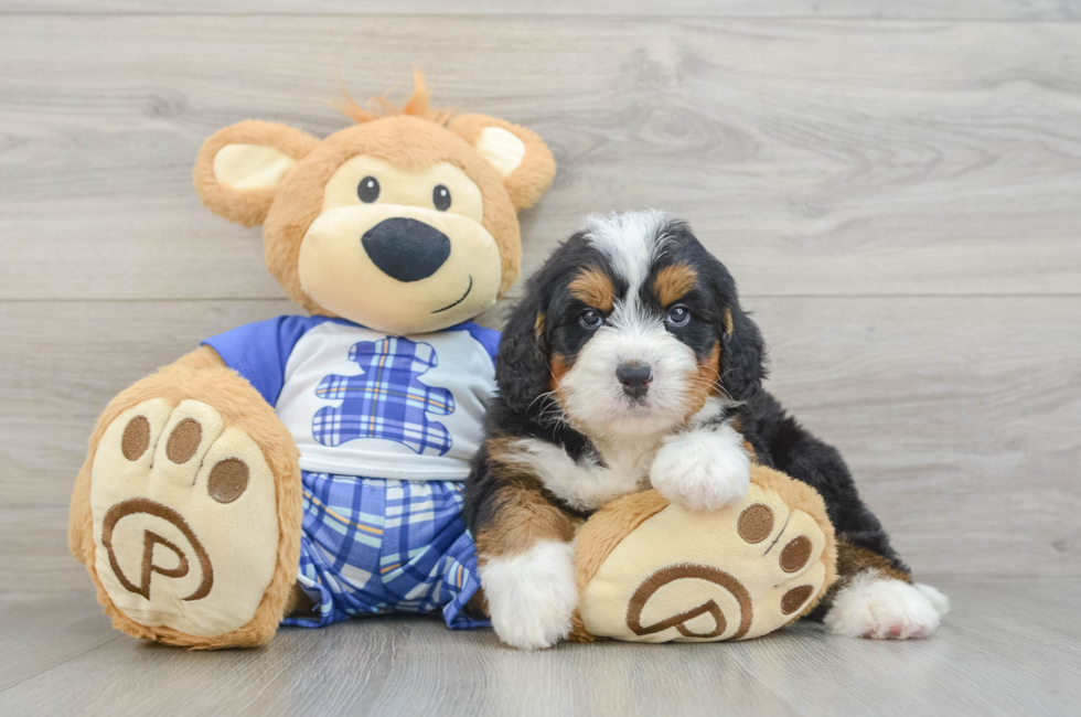 5 week old Mini Bernedoodle Puppy For Sale - Simply Southern Pups