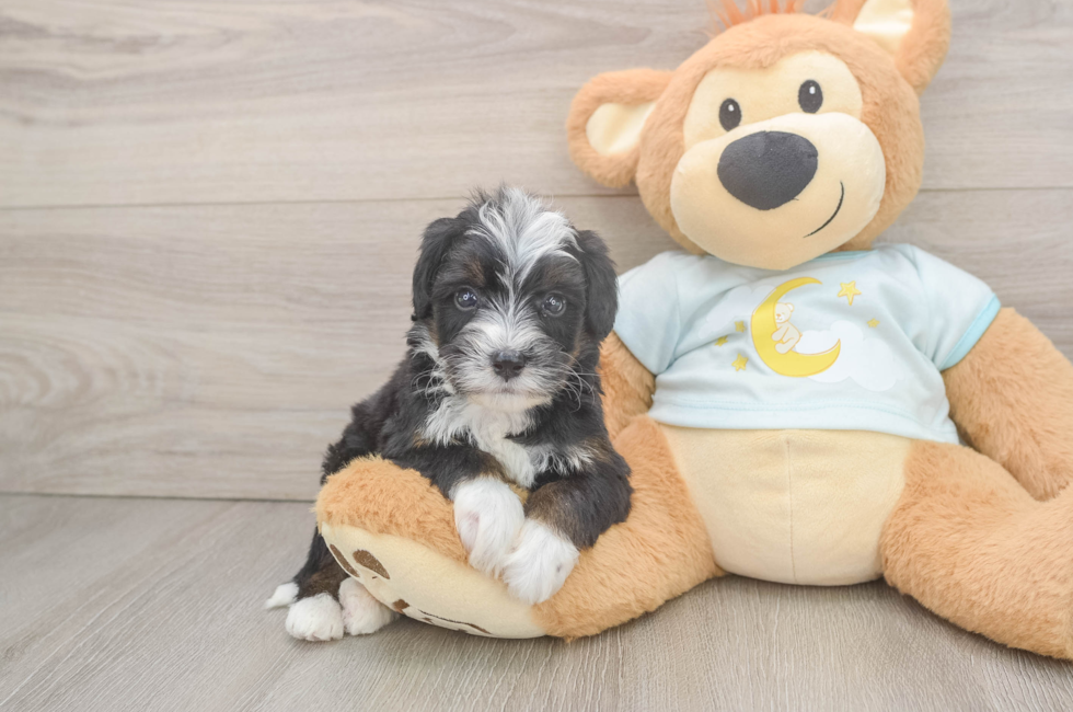 6 week old Mini Bernedoodle Puppy For Sale - Simply Southern Pups
