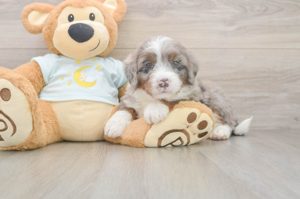 5 week old Mini Bernedoodle Puppy For Sale - Simply Southern Pups