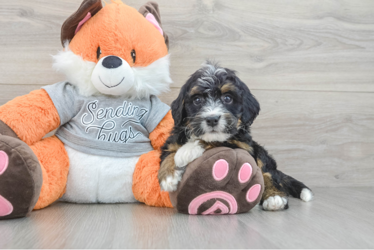 Best Mini Bernedoodle Baby