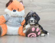 7 week old Mini Bernedoodle Puppy For Sale - Simply Southern Pups