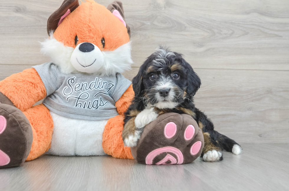 7 week old Mini Bernedoodle Puppy For Sale - Simply Southern Pups