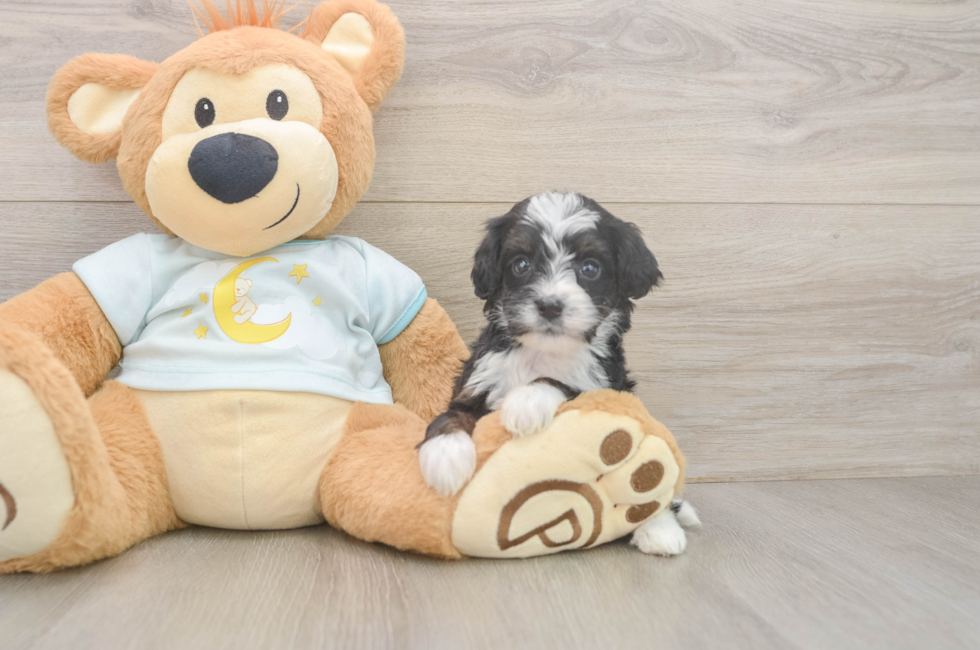 6 week old Mini Bernedoodle Puppy For Sale - Simply Southern Pups