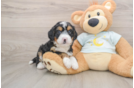 Friendly Mini Bernedoodle Baby