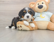 6 week old Mini Bernedoodle Puppy For Sale - Simply Southern Pups
