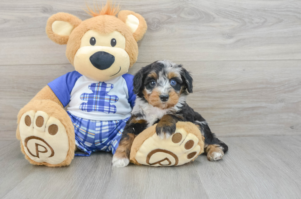 6 week old Mini Bernedoodle Puppy For Sale - Simply Southern Pups