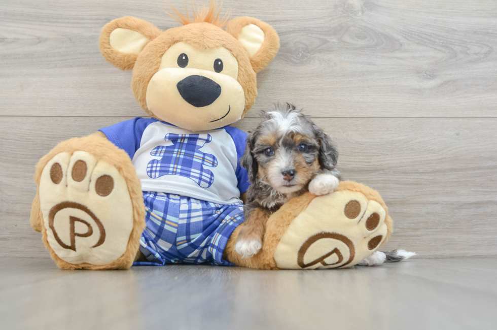 7 week old Mini Bernedoodle Puppy For Sale - Simply Southern Pups