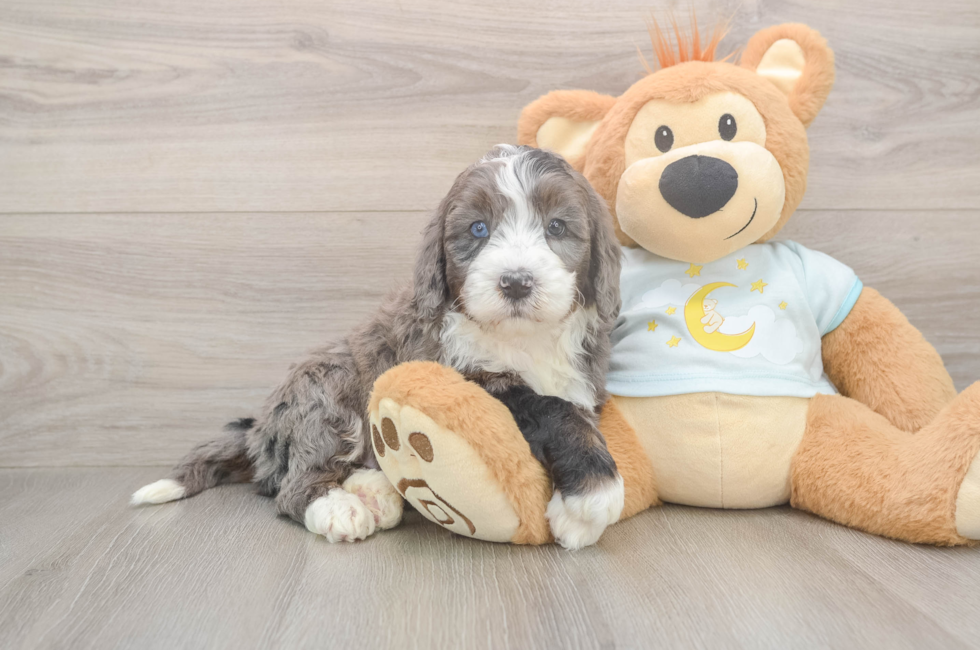 5 week old Mini Bernedoodle Puppy For Sale - Simply Southern Pups