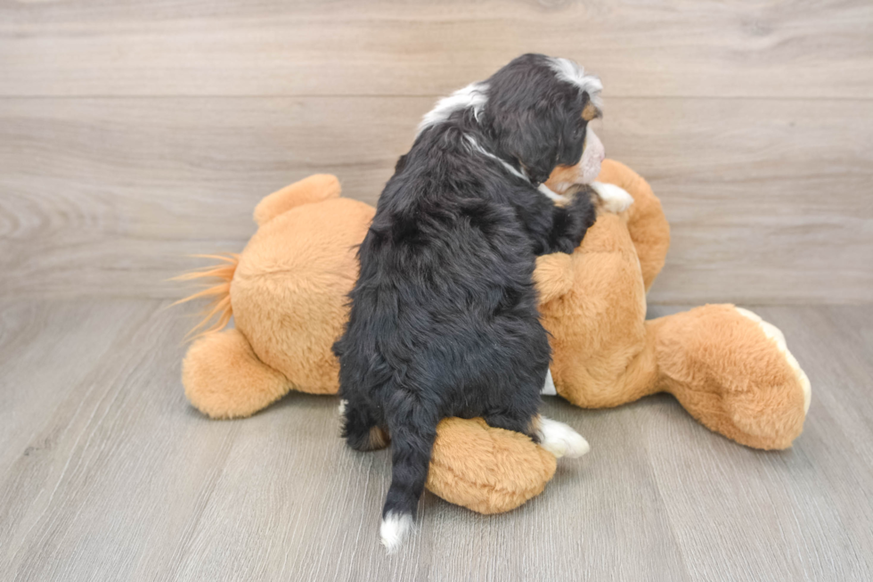 Smart Mini Bernedoodle Poodle Mix Pup