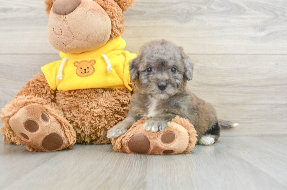 9 week old Mini Bernedoodle Puppy For Sale - Simply Southern Pups