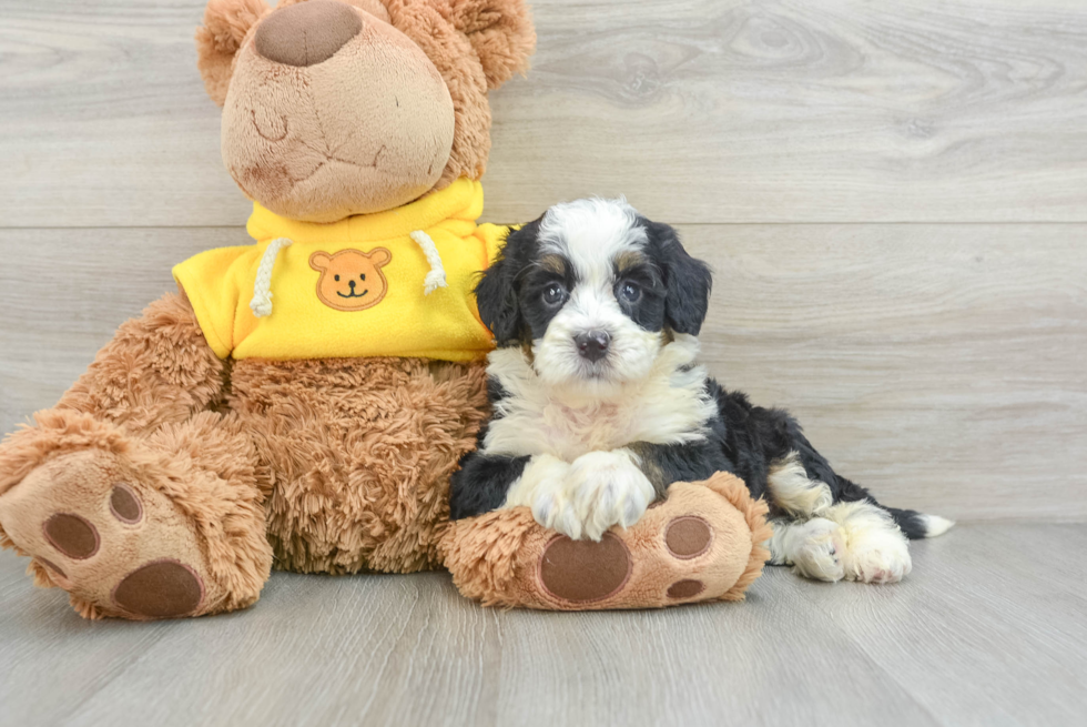 Mini Bernedoodle Puppy for Adoption