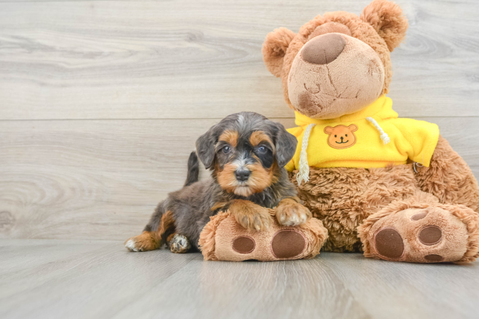 Adorable Mini Bernese Poodle Poodle Mix Puppy