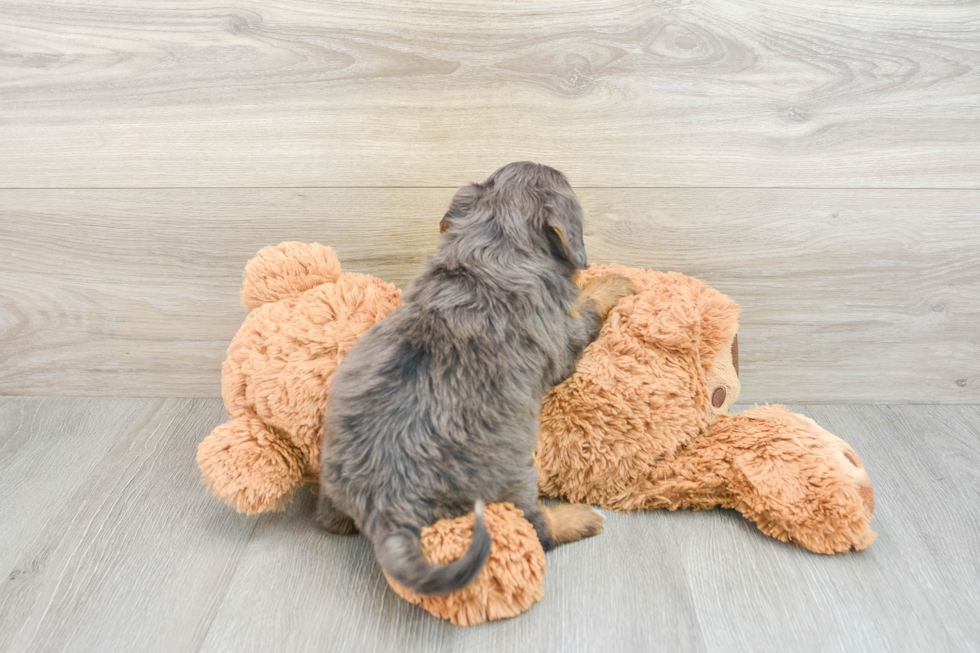 Smart Mini Bernedoodle Poodle Mix Pup