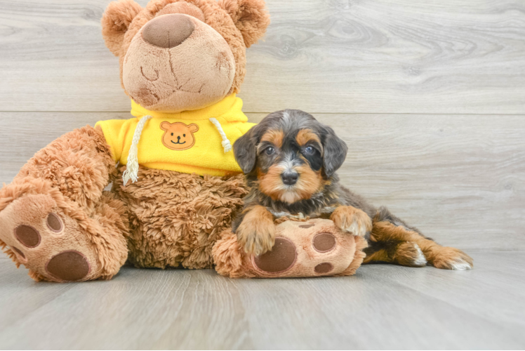 Happy Mini Bernedoodle Baby