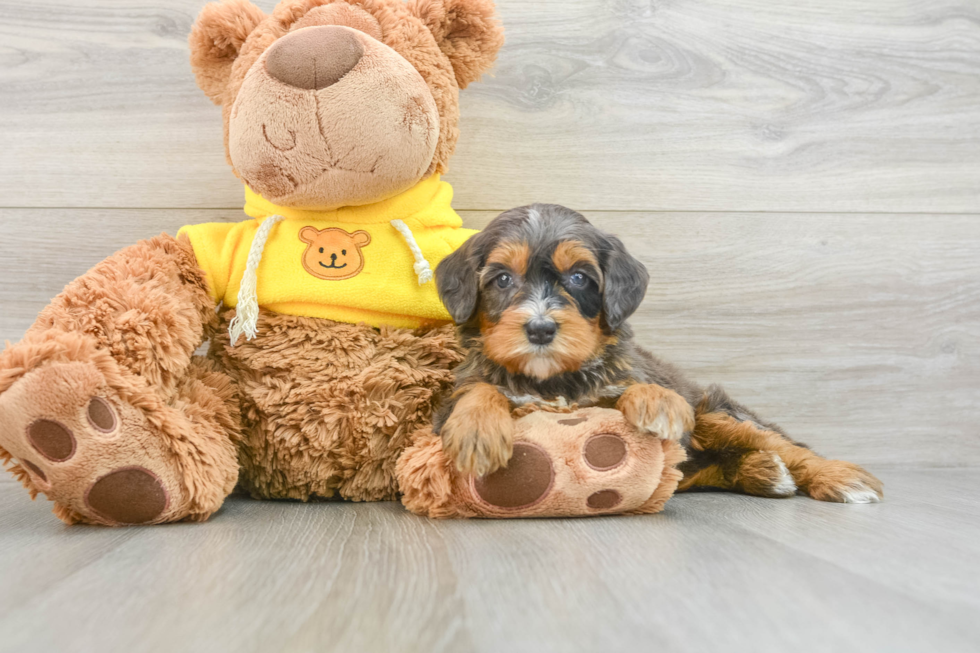 Happy Mini Bernedoodle Baby