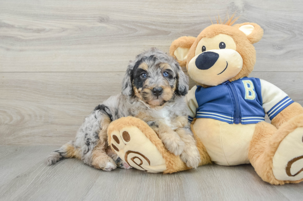 5 week old Mini Bernedoodle Puppy For Sale - Simply Southern Pups