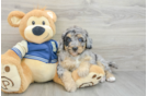 Happy Mini Bernedoodle Baby