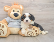 7 week old Mini Bernedoodle Puppy For Sale - Simply Southern Pups