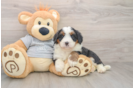 Playful Mini Bernesedoodle Poodle Mix Puppy