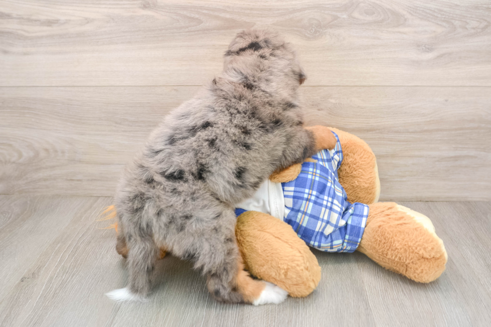 Cute Mini Bernedoodle Baby