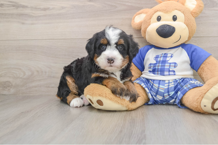 Petite Mini Bernedoodle Poodle Mix Pup