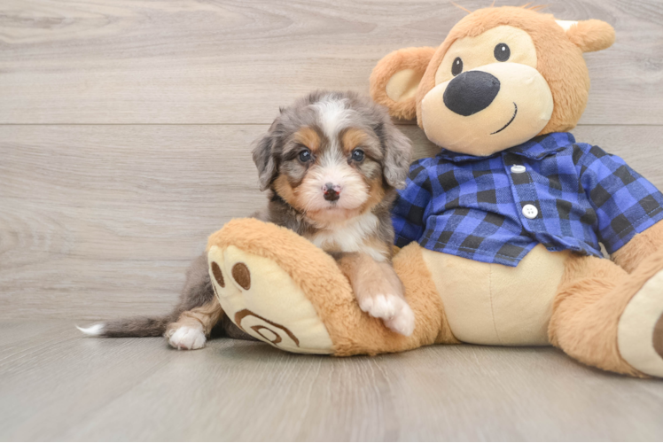 Playful Mini Bernese Poodle Poodle Mix Puppy