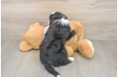 Best Mini Bernedoodle Baby