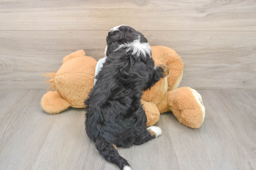 Best Mini Bernedoodle Baby