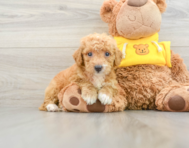 10 week old Mini Bernedoodle Puppy For Sale - Simply Southern Pups