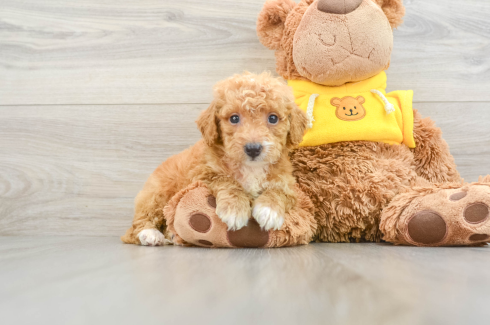 9 week old Mini Bernedoodle Puppy For Sale - Simply Southern Pups