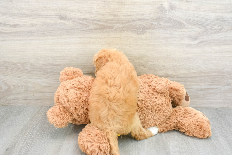 Mini Bernedoodle Pup Being Cute