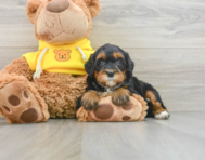 6 week old Mini Bernedoodle Puppy For Sale - Simply Southern Pups