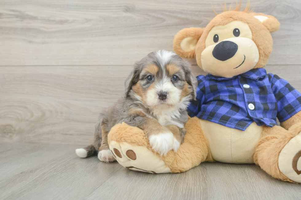 5 week old Mini Bernedoodle Puppy For Sale - Simply Southern Pups