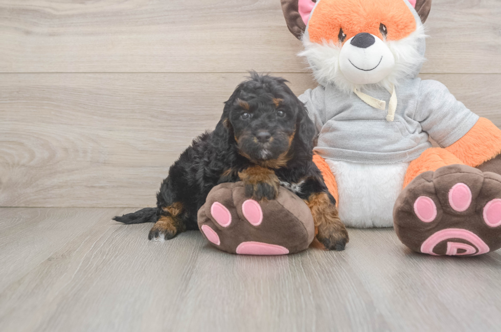 5 week old Mini Bernedoodle Puppy For Sale - Simply Southern Pups