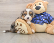 8 week old Mini Bernedoodle Puppy For Sale - Simply Southern Pups