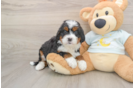 Adorable Bernese Doodle Poodle Mix Puppy