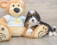 5 week old Mini Bernedoodle Puppy For Sale - Simply Southern Pups