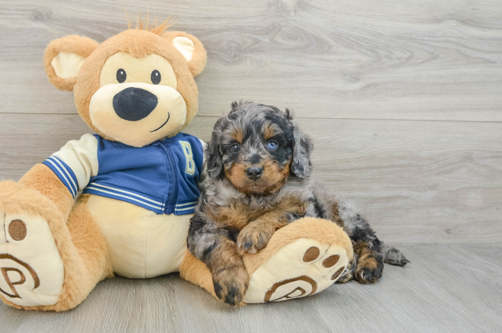 5 week old Mini Bernedoodle Puppy For Sale - Simply Southern Pups