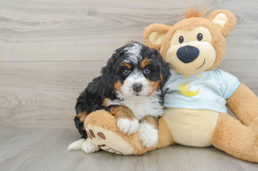 6 week old Mini Bernedoodle Puppy For Sale - Simply Southern Pups