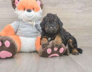 7 week old Mini Bernedoodle Puppy For Sale - Simply Southern Pups
