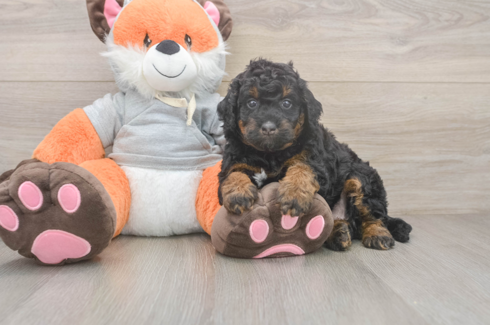 5 week old Mini Bernedoodle Puppy For Sale - Simply Southern Pups