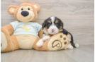 Hypoallergenic Mini Berniedoodle Poodle Mix Puppy