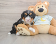 7 week old Mini Bernedoodle Puppy For Sale - Simply Southern Pups