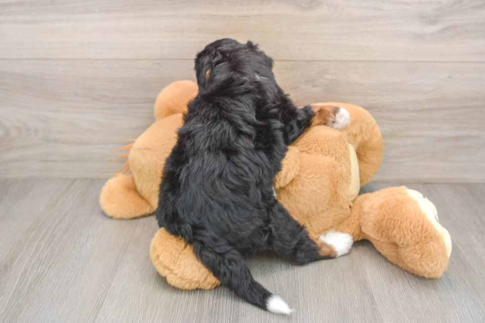 Adorable Mini Bernadoodle Poodle Mix Puppy